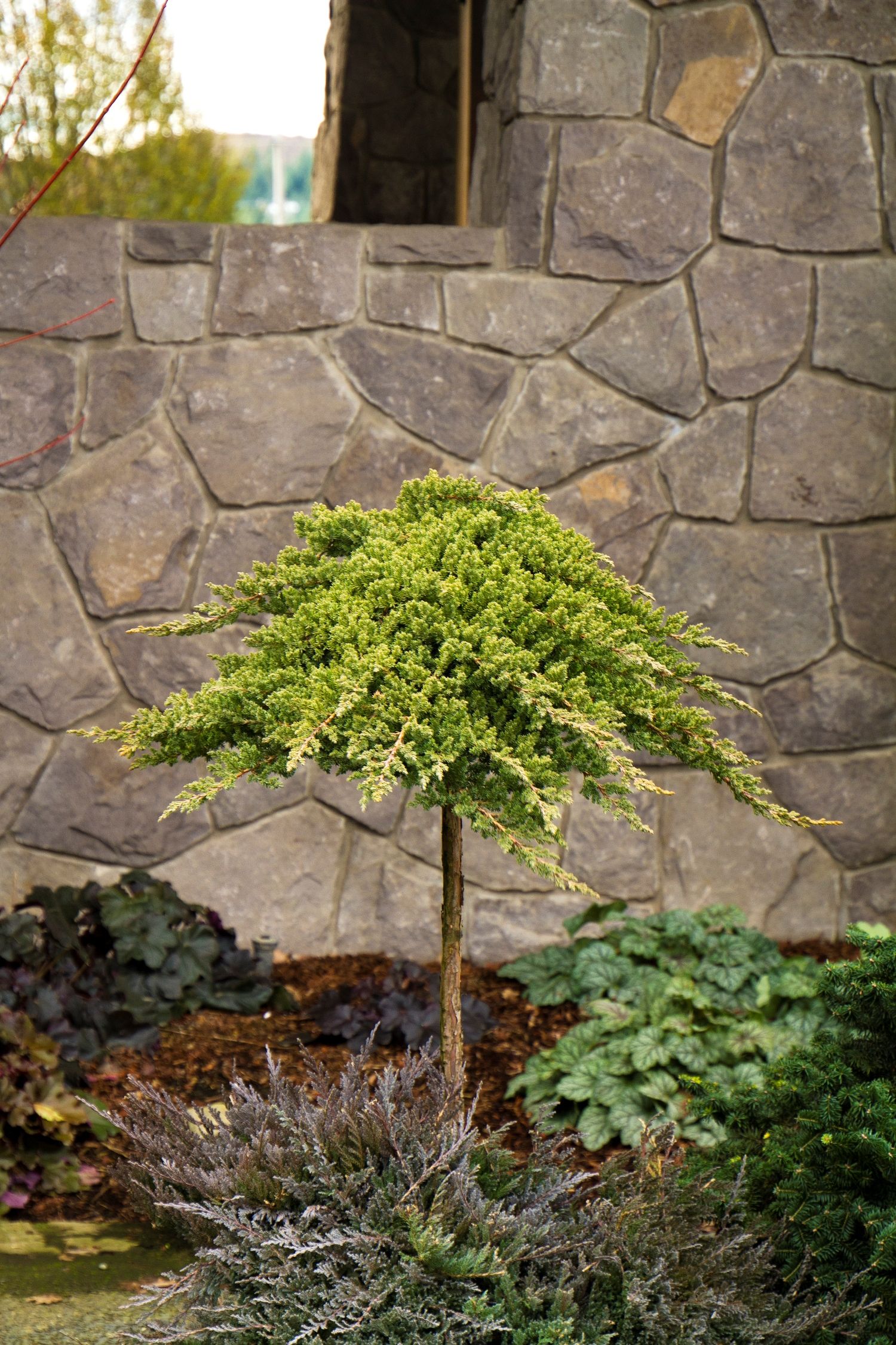 Dwarf Trees