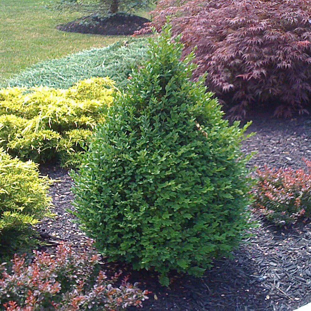 bushdebrunt ハーモニー 50 タンカラー national PLANT NETWORK 1 gal. Bottlebrush Cold Hardy Shrub with