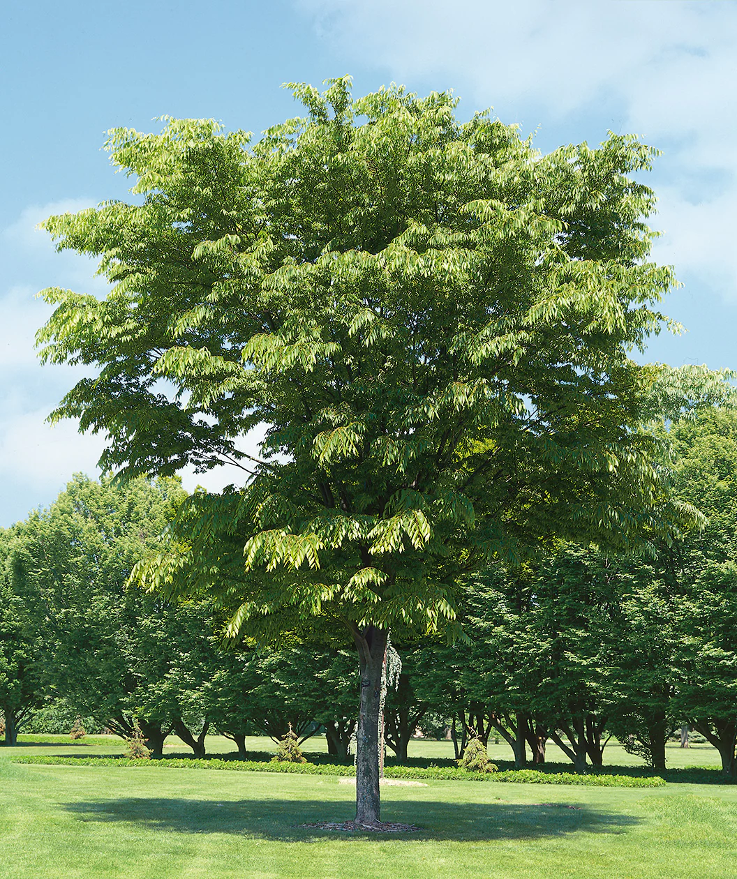 Shade Trees