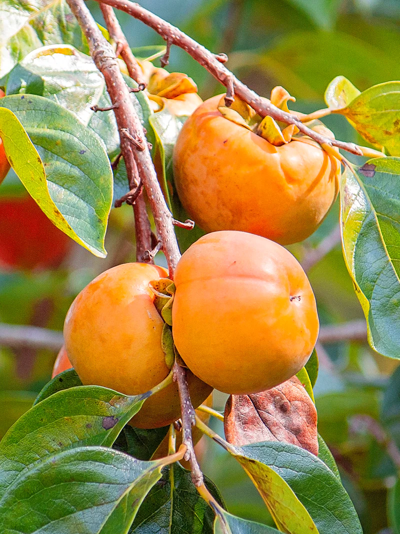 Fruit Trees