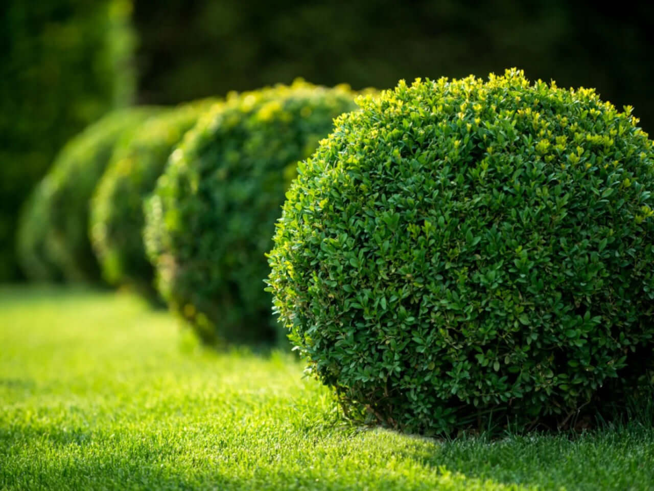 Evergreen Shrubs