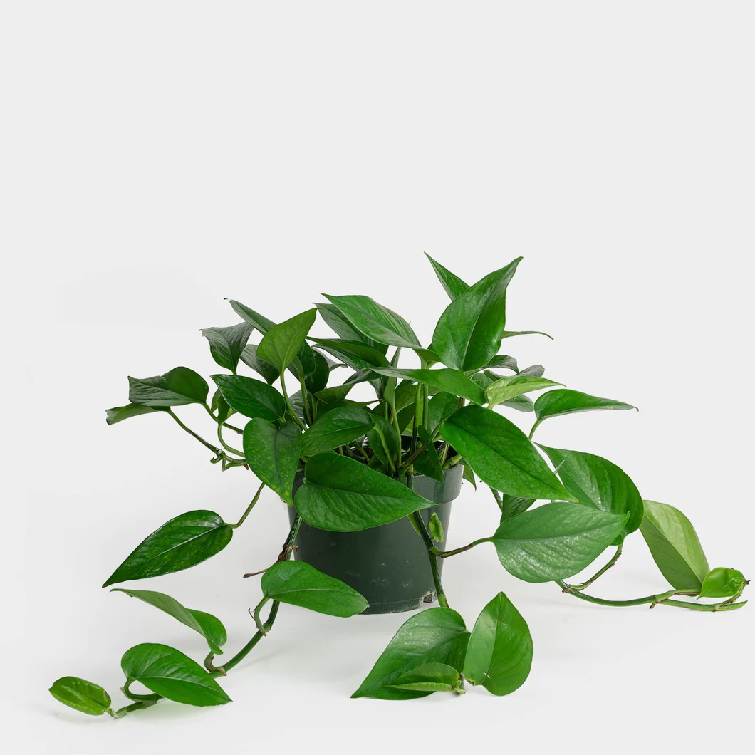 japanese money tree Money Tree (Pachira aquatica)