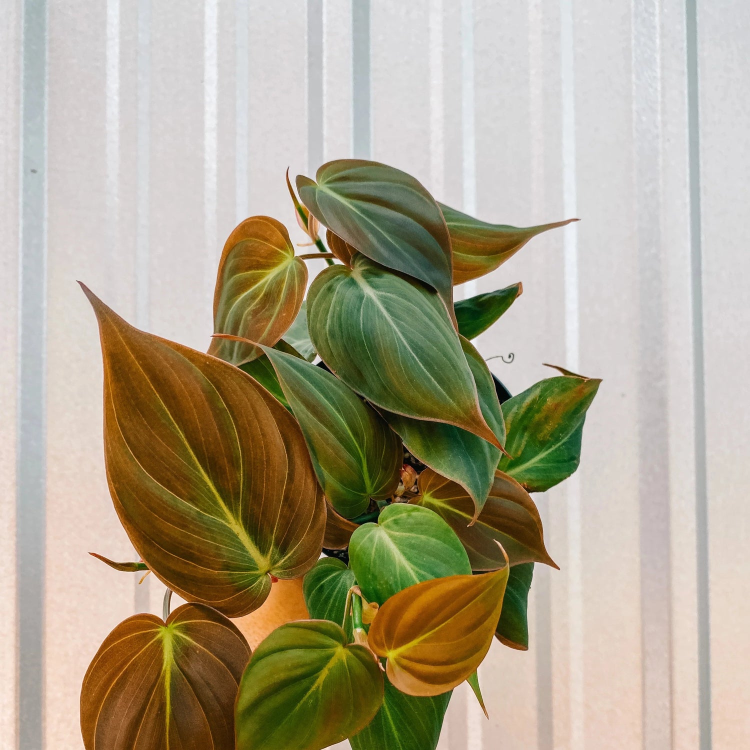 philodendron sharoniae Philodendron sharoniae – Carnivero main image 1